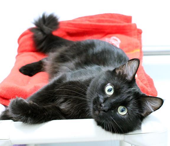 Enlarge Fiorella, a Adoptable mixed breed in Overland Park, KS image 3/3