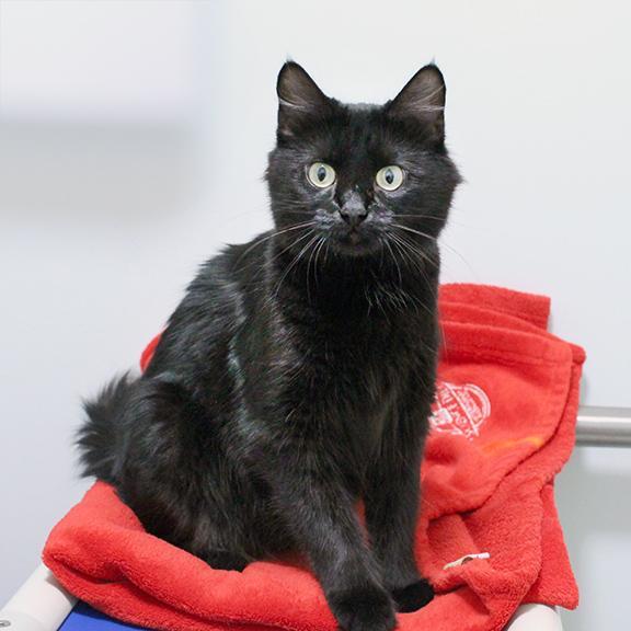 Fiorella, Adoptable, Adult Female Turkish Angora & Domestic Long Hair.