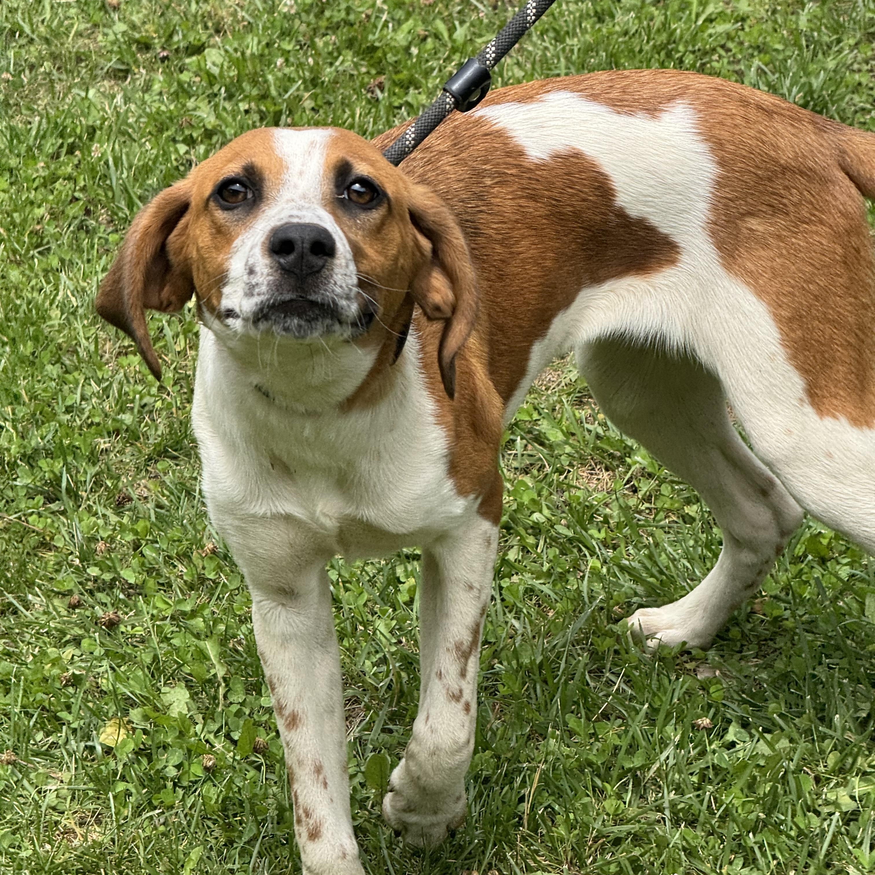 Sundae, a ADOPTABLE mixed breed in Richmond, VA image 3/6