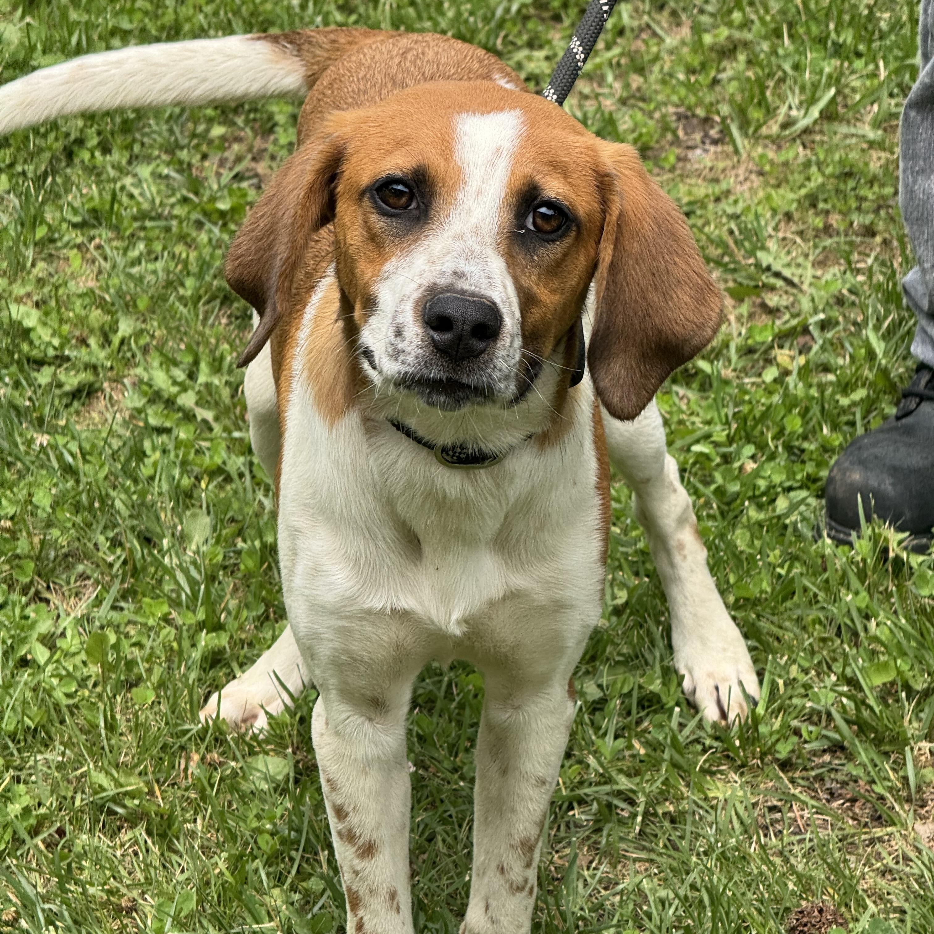 Sundae, a ADOPTABLE mixed breed in Richmond, VA image 2/6
