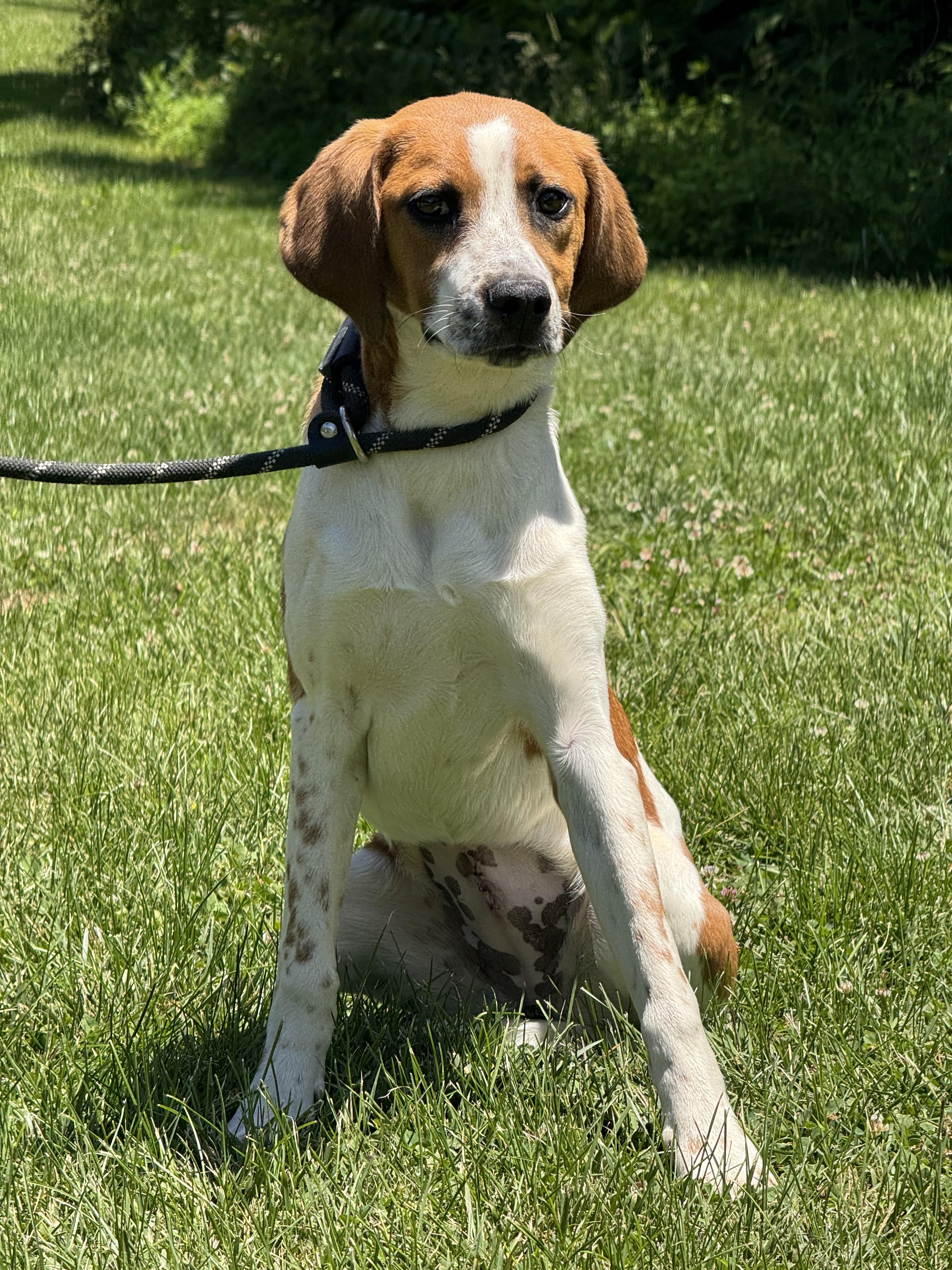 Sundae, a ADOPTABLE mixed breed in Richmond, VA image 5/6
