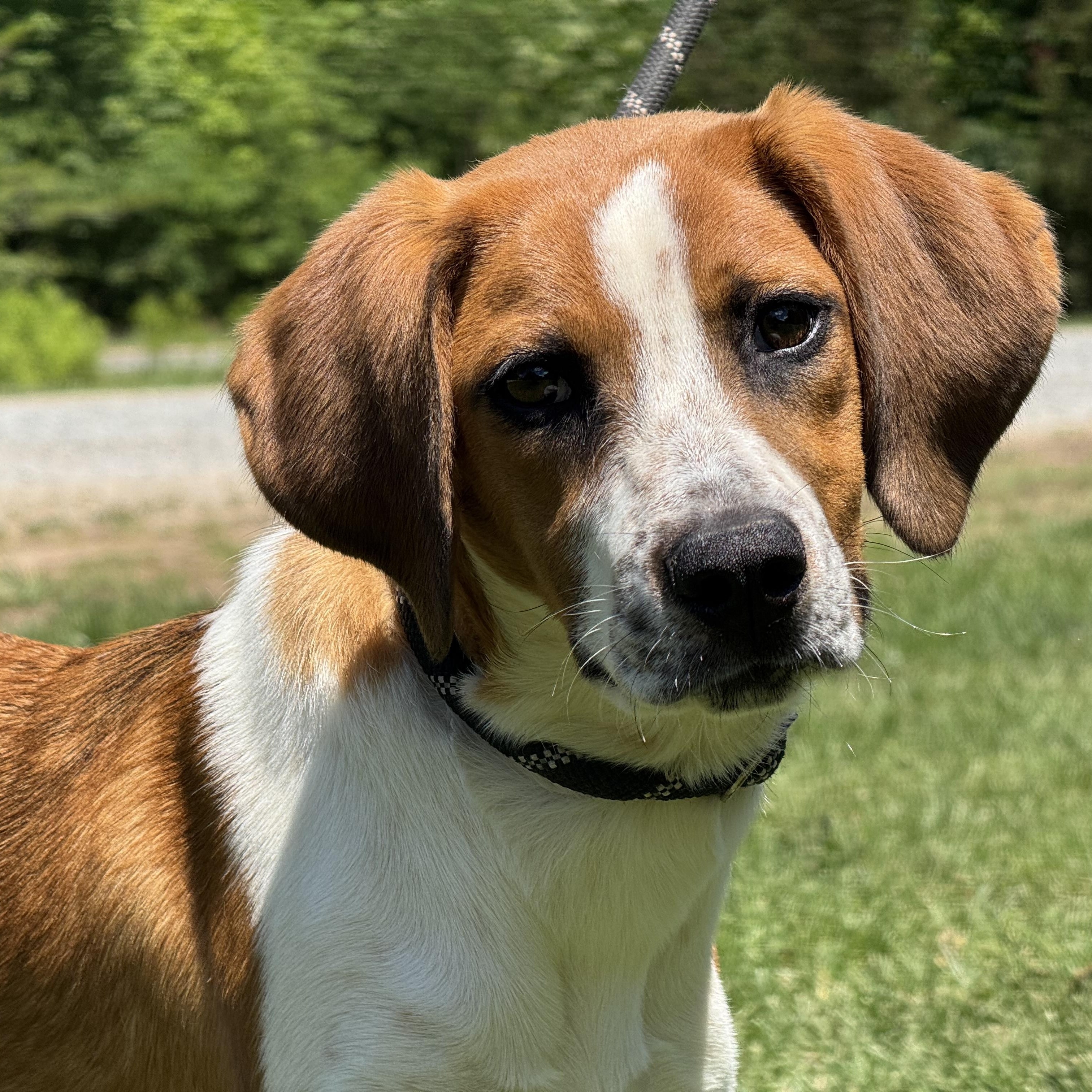 Sundae, a ADOPTABLE mixed breed in Richmond, VA image 4/6