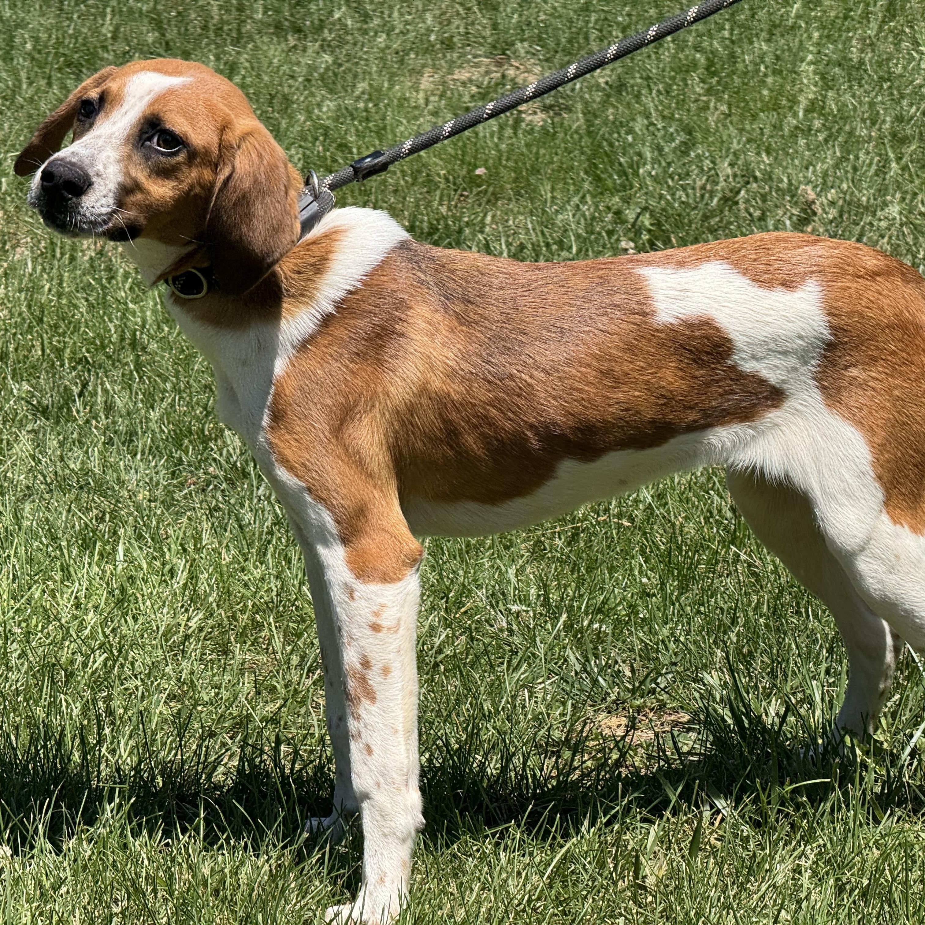 Sundae, a ADOPTABLE mixed breed in Richmond, VA image 6/6