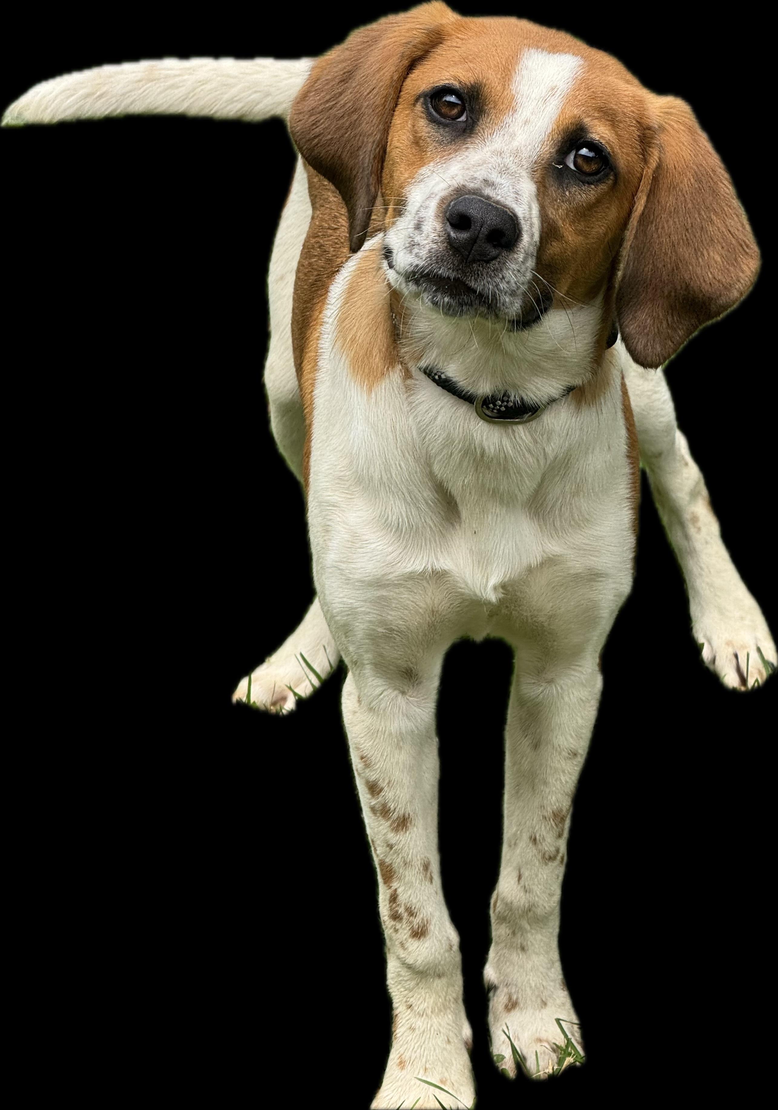 Sundae, a ADOPTABLE mixed breed in Richmond, VA image 1/6