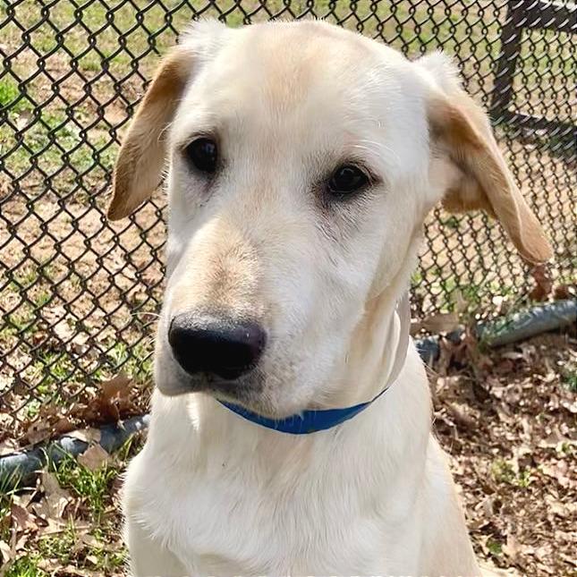 Waffles — thumbnail 3