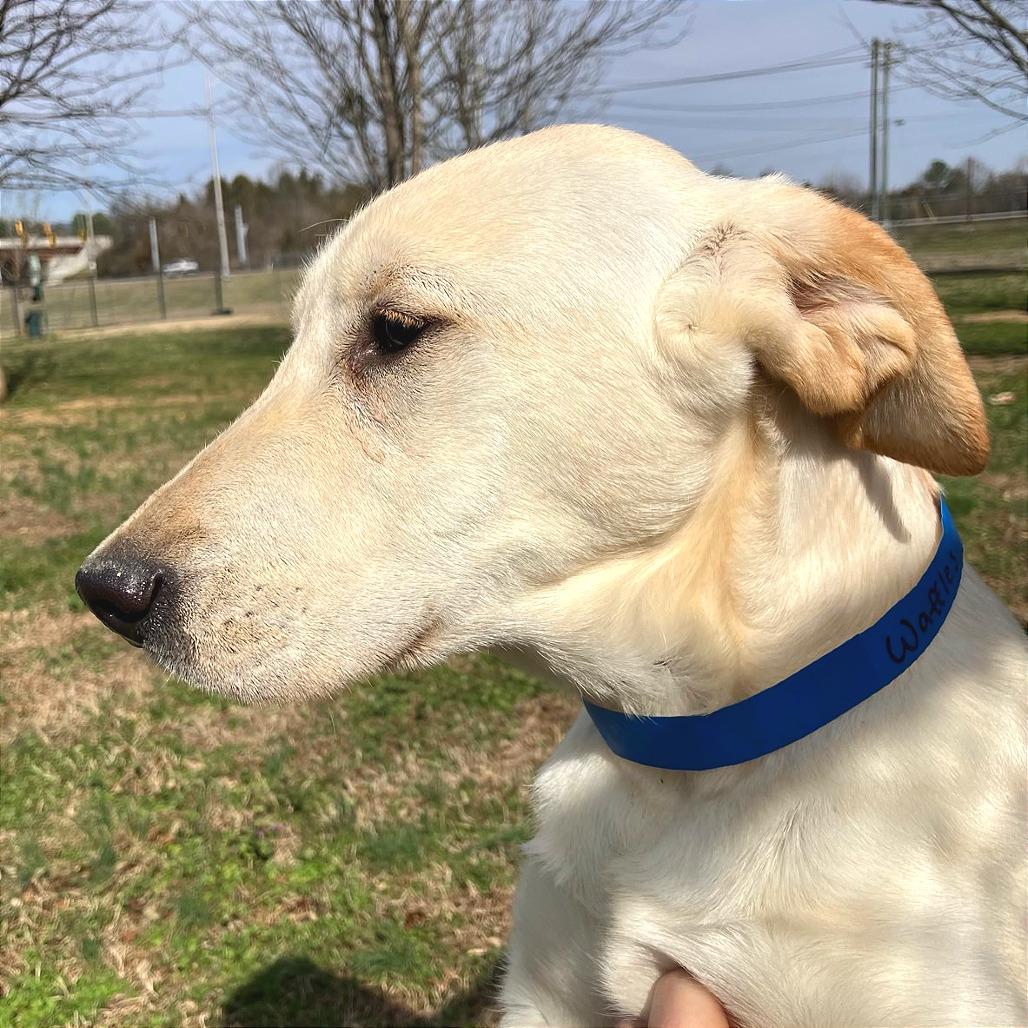 Waffles — thumbnail 4