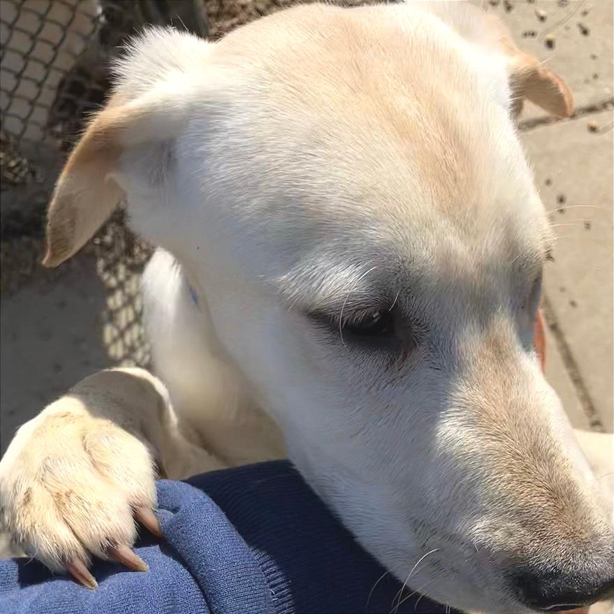 Waffles — thumbnail 6