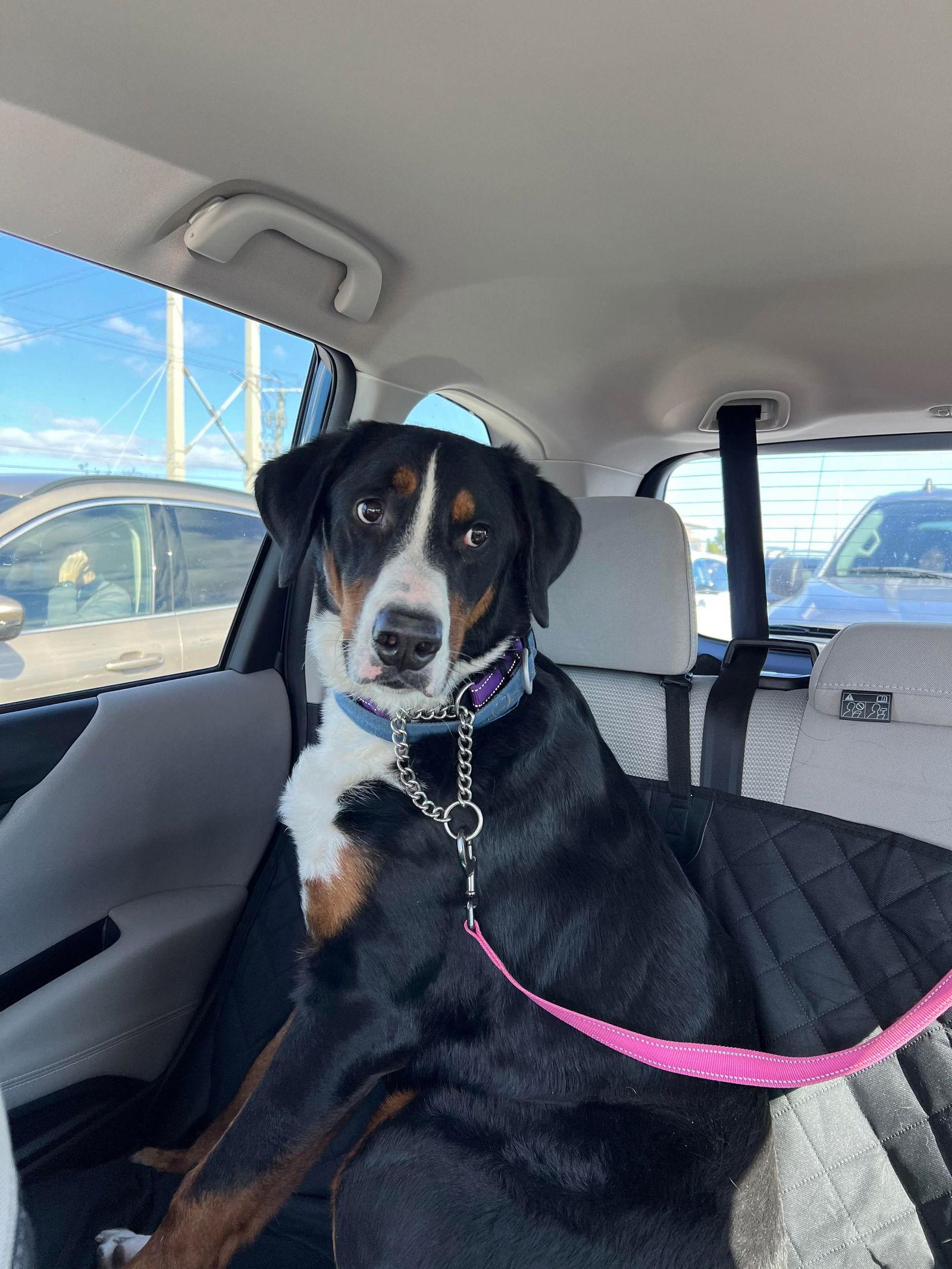 Enlarge Muddy, a Adopted Bernese Mountain Dog in Valrico, FL image 1/3
