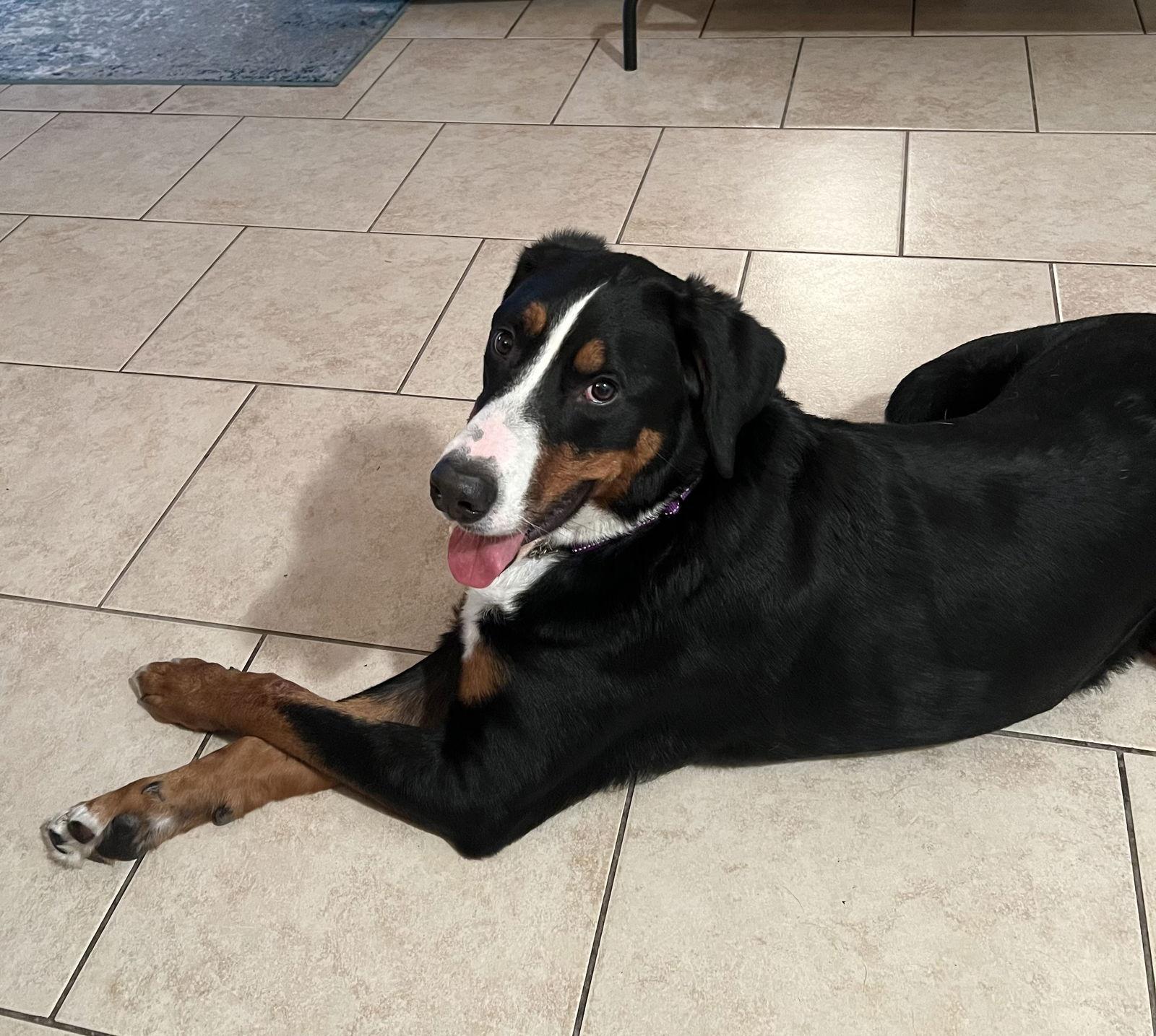 Enlarge Muddy, a Adopted Bernese Mountain Dog in Valrico, FL image 3/3