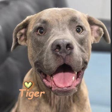 Enlarge Tiger, a Adoptable mixed breed in Palm Harbor, FL image 3/6