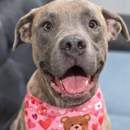 Enlarge Tiger, a Adoptable mixed breed in Palm Harbor, FL image 1/6