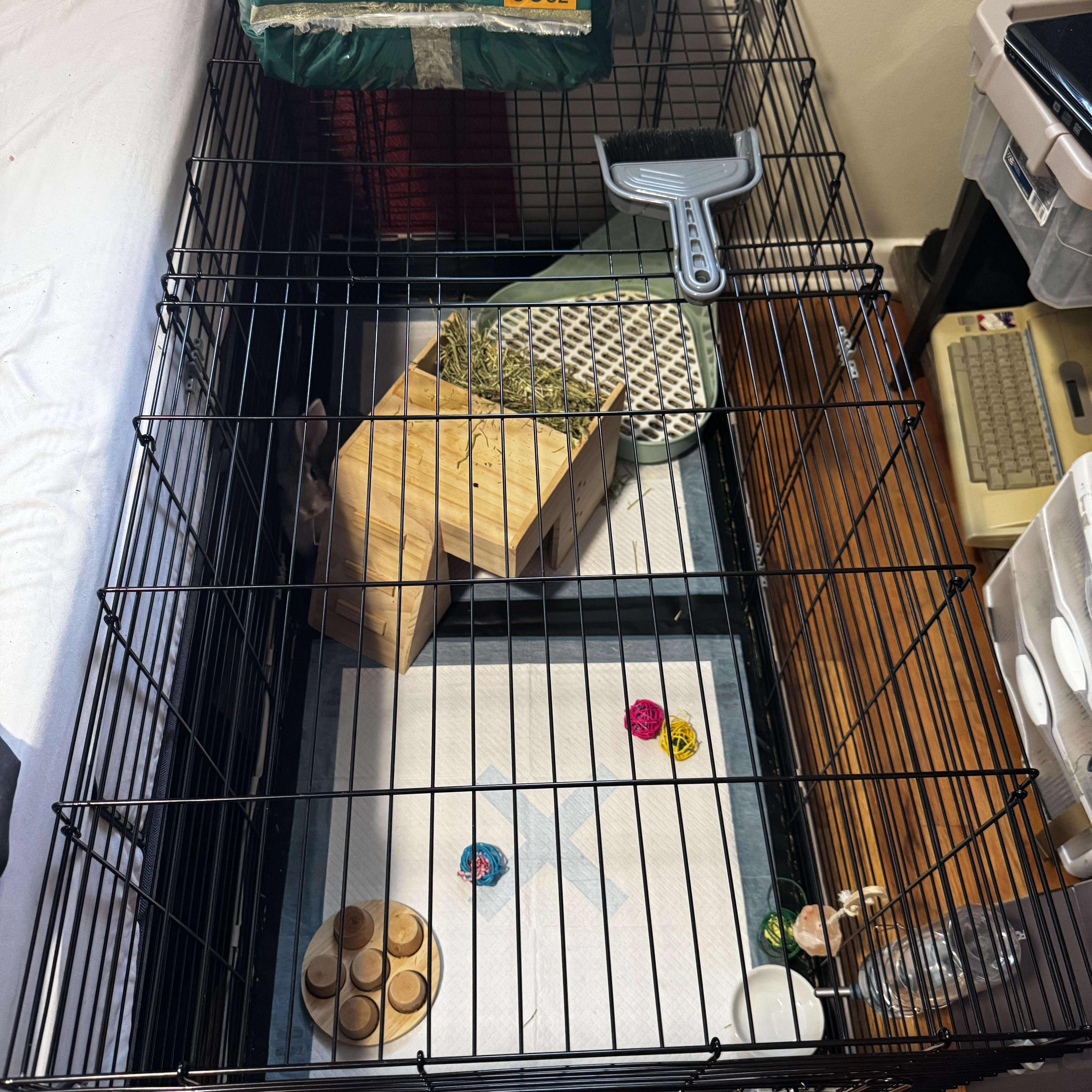 Enlarge Thumper, a Adoptable American in Gig Harbor, WA image 3/3