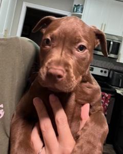 Elsa, ADOPTABLE, Puppy Female Chocolate Labrador Retriever.