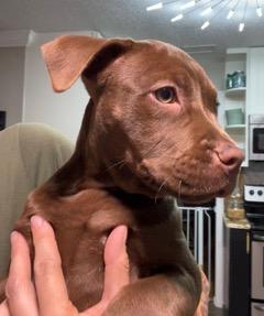 Enlarge Elsa, an adopted Chocolate Labrador Retriever in Longwood, FL image 2/3