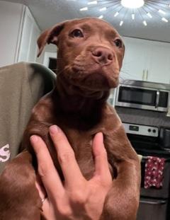 Enlarge Elsa, an adopted Chocolate Labrador Retriever in Longwood, FL image 3/3