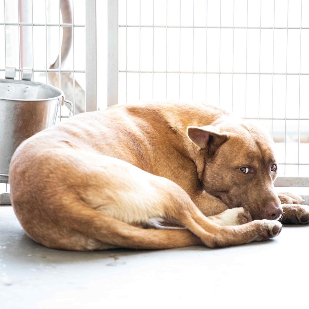 Luther, Adoptable, Adult Male Black Mouth Cur & Shepherd.