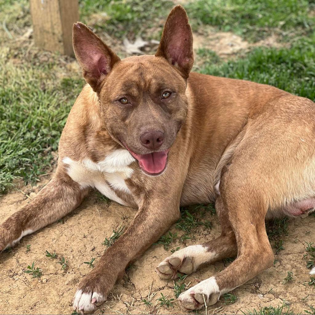 Enlarge Luther, a Adoptable mixed breed in Morganfield, KY image 2/5