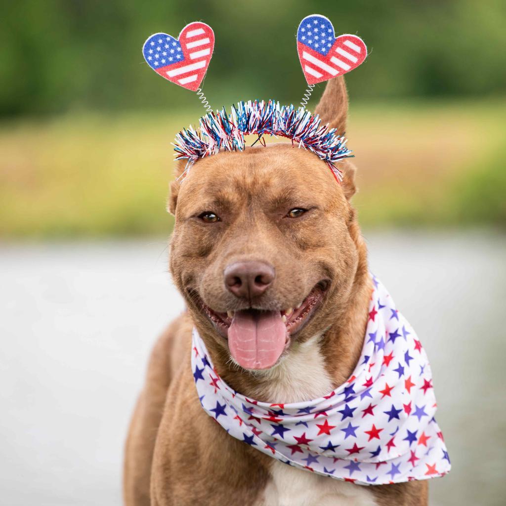 Enlarge Luther, a Adoptable mixed breed in Morganfield, KY image 4/5