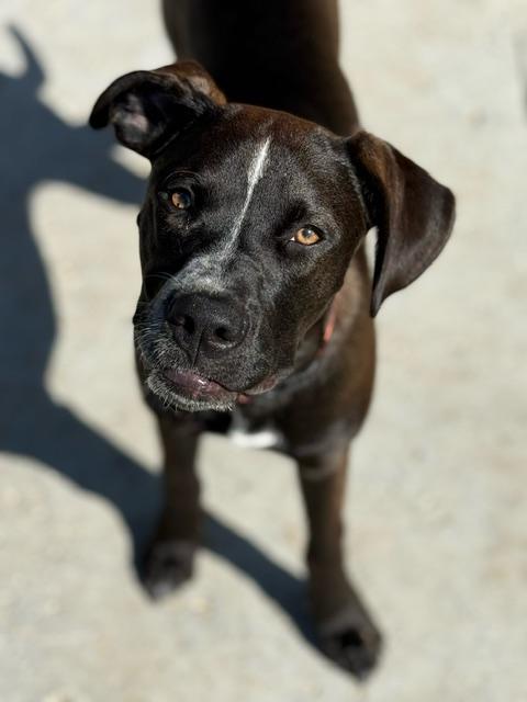 Bear, a Adoptable mixed breed in Okmulgee, OK image 2/6