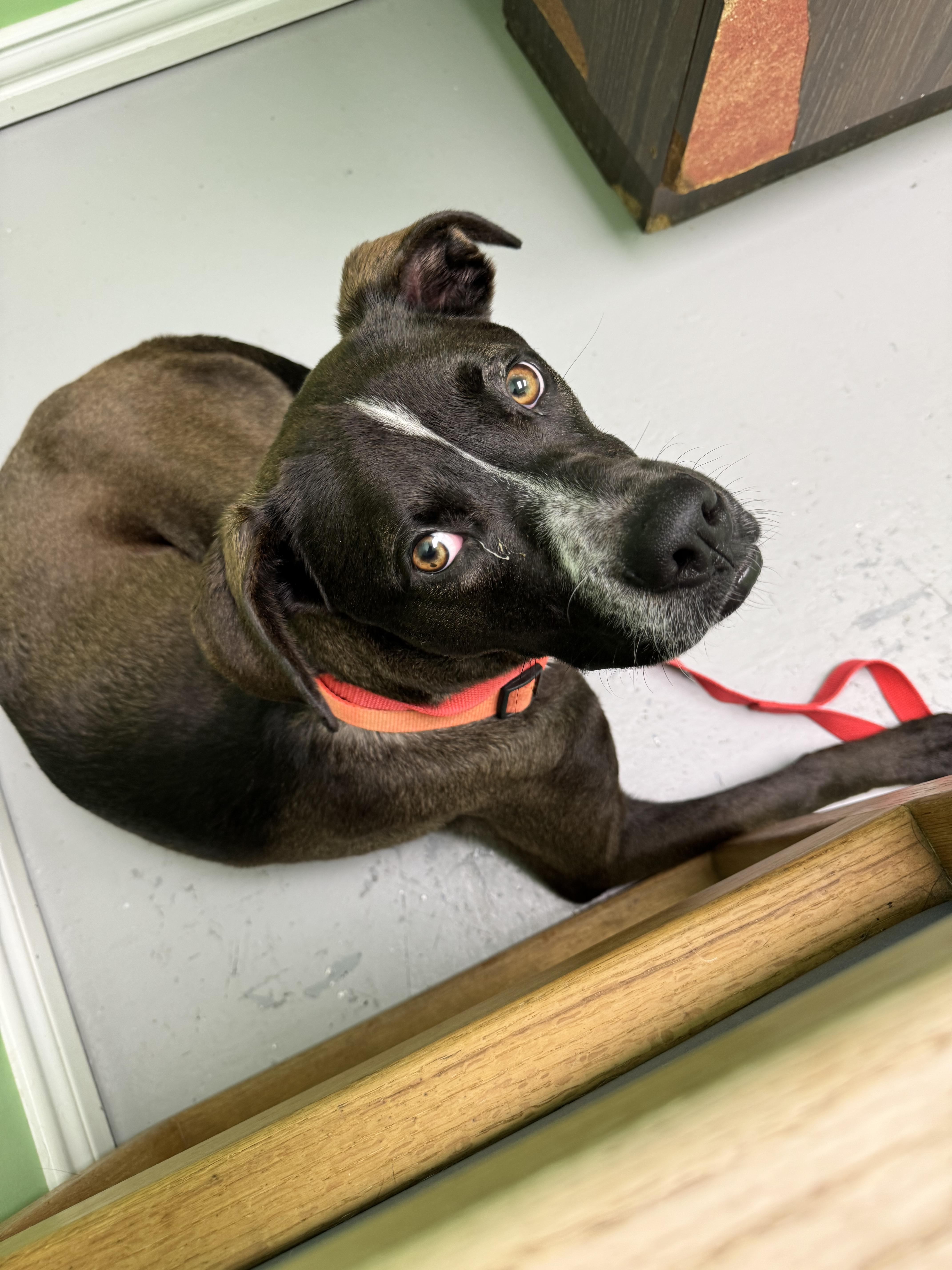 Bear, a Adoptable mixed breed in Okmulgee, OK image 6/6