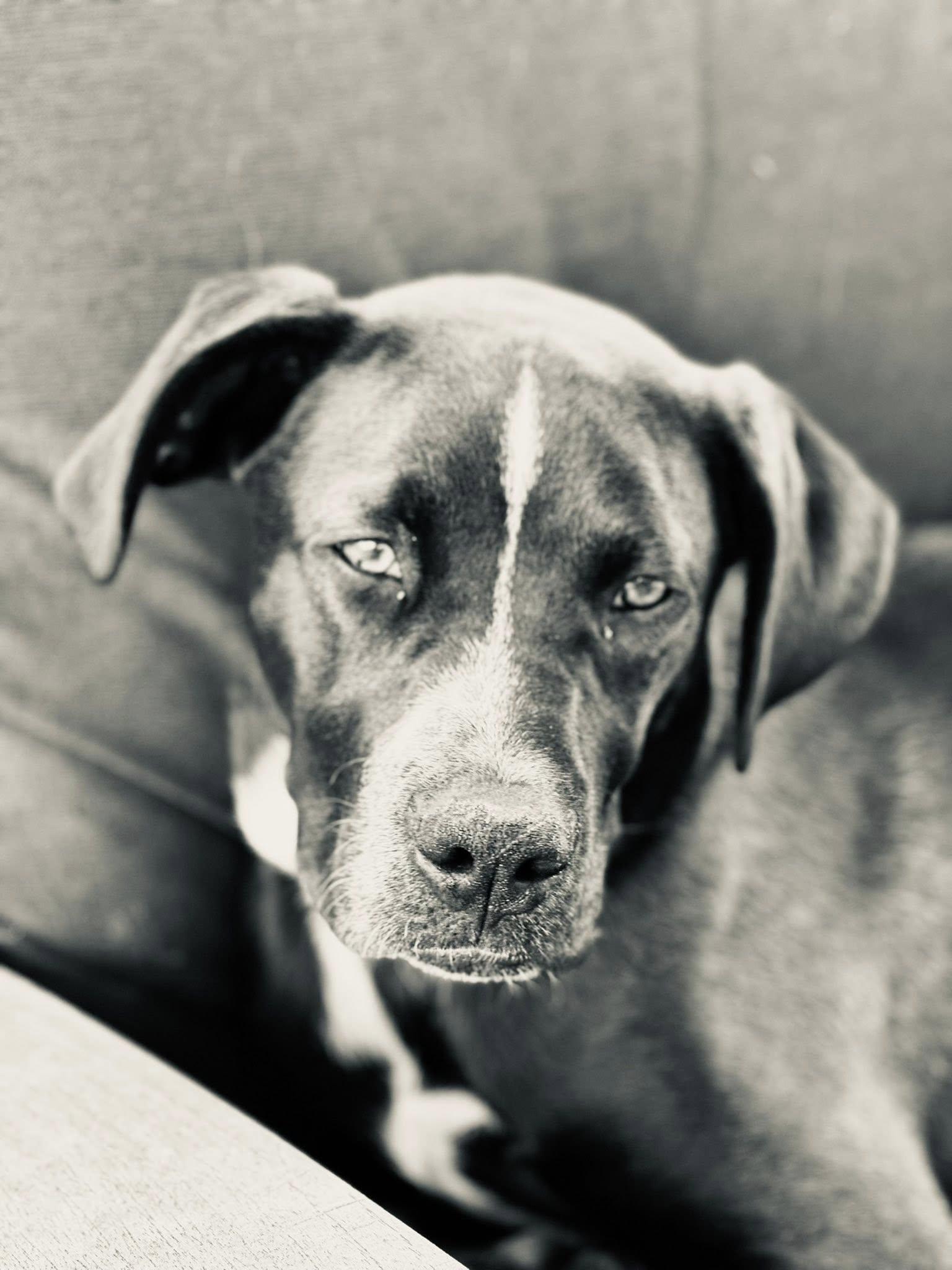 Bear, a Adoptable mixed breed in Okmulgee, OK image 3/6