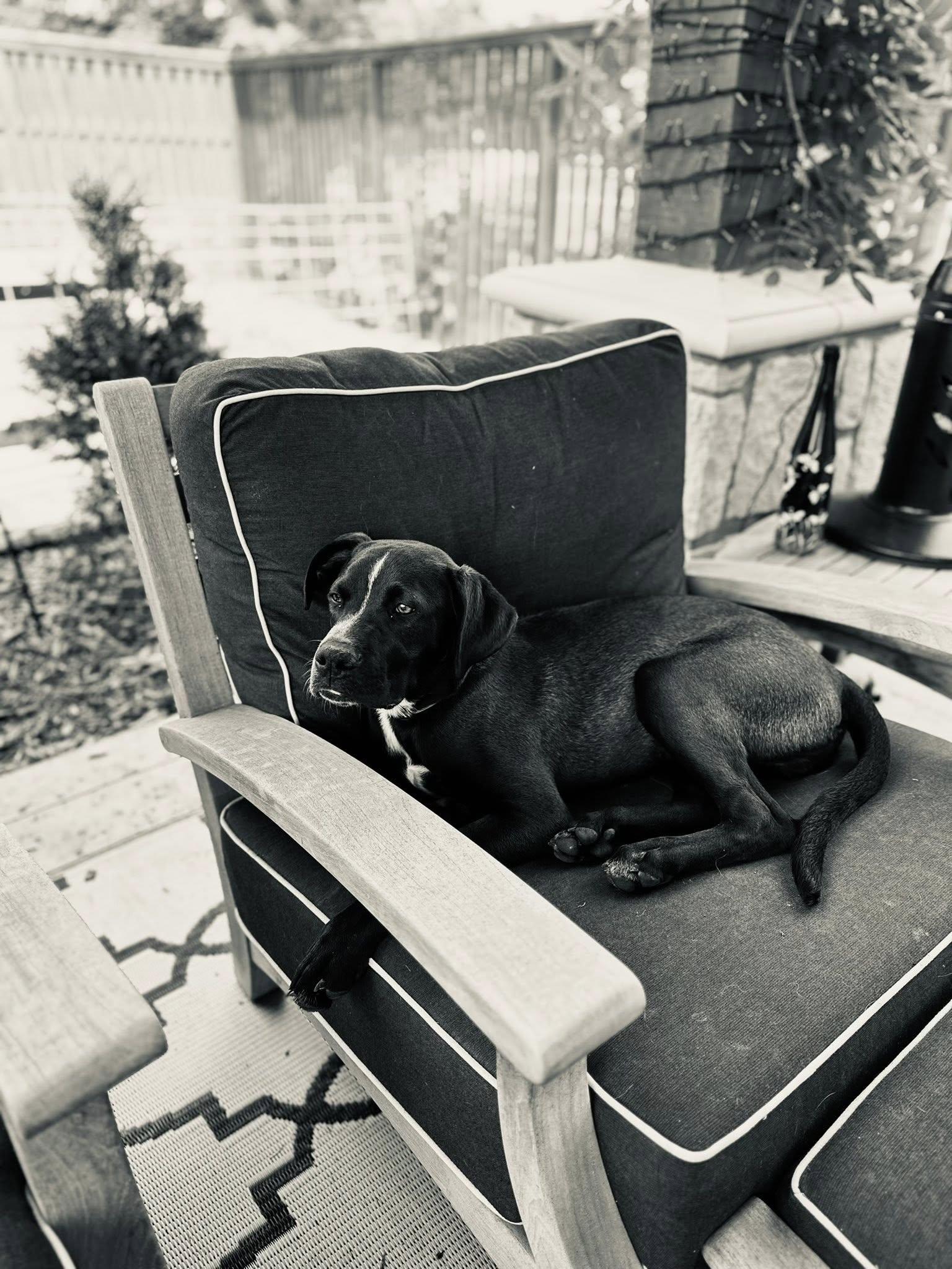 Bear
