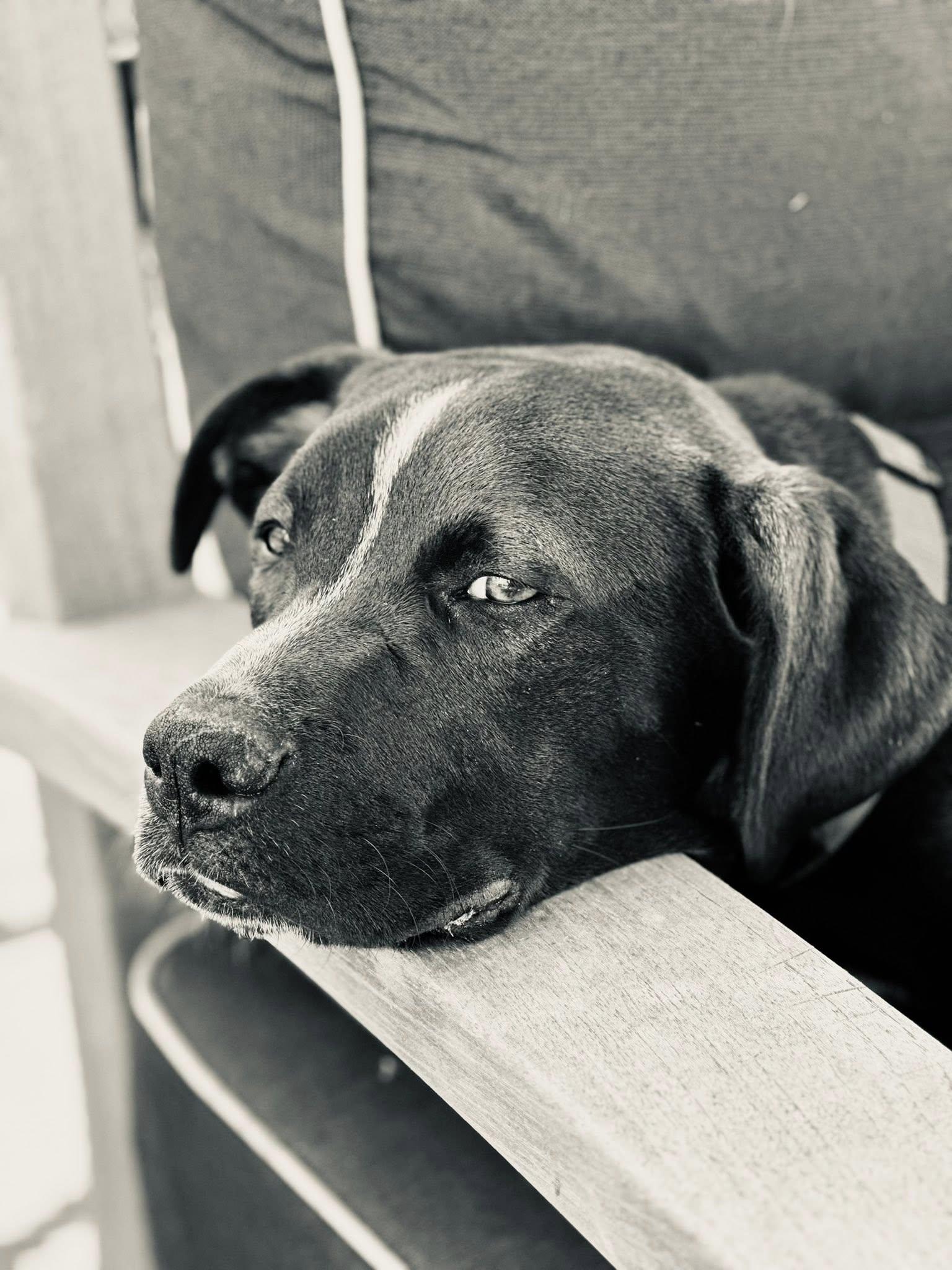 Bear, a Adoptable mixed breed in Okmulgee, OK image 5/6