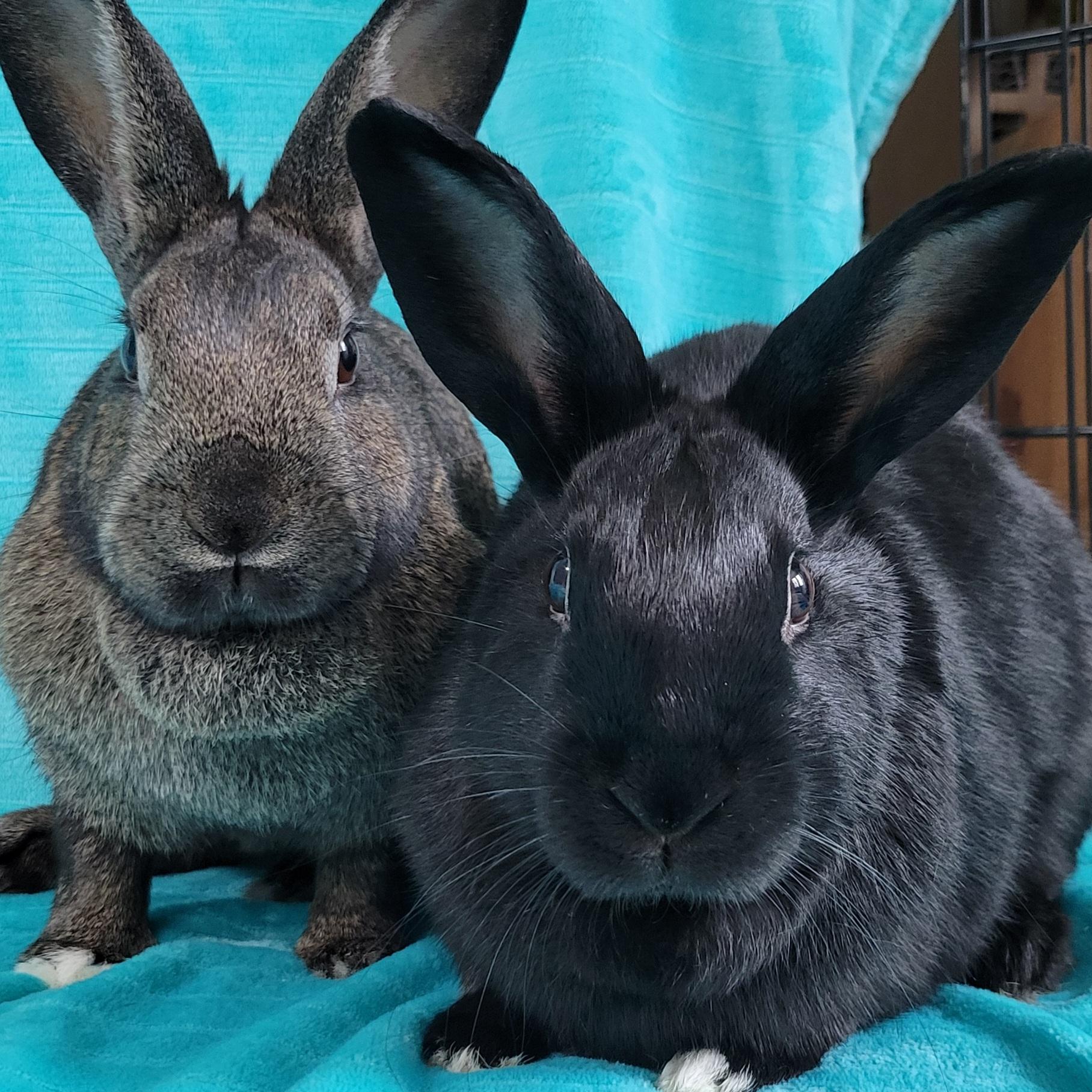 Ellie & Rory, Adult Female American