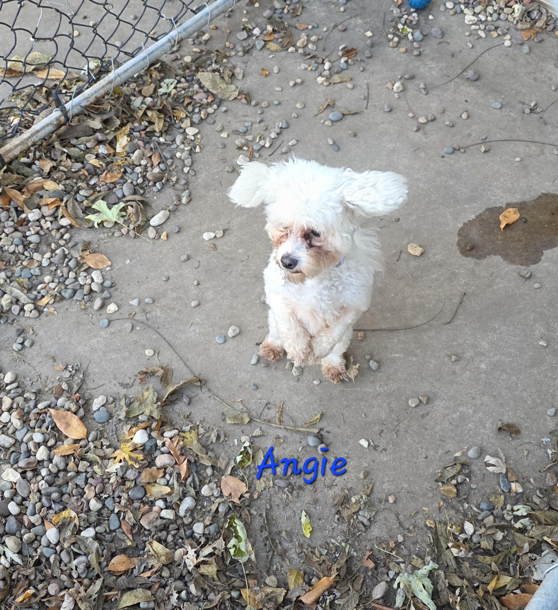 Angela, Adoptable, Young Female Maltese & Poodle (Toy).