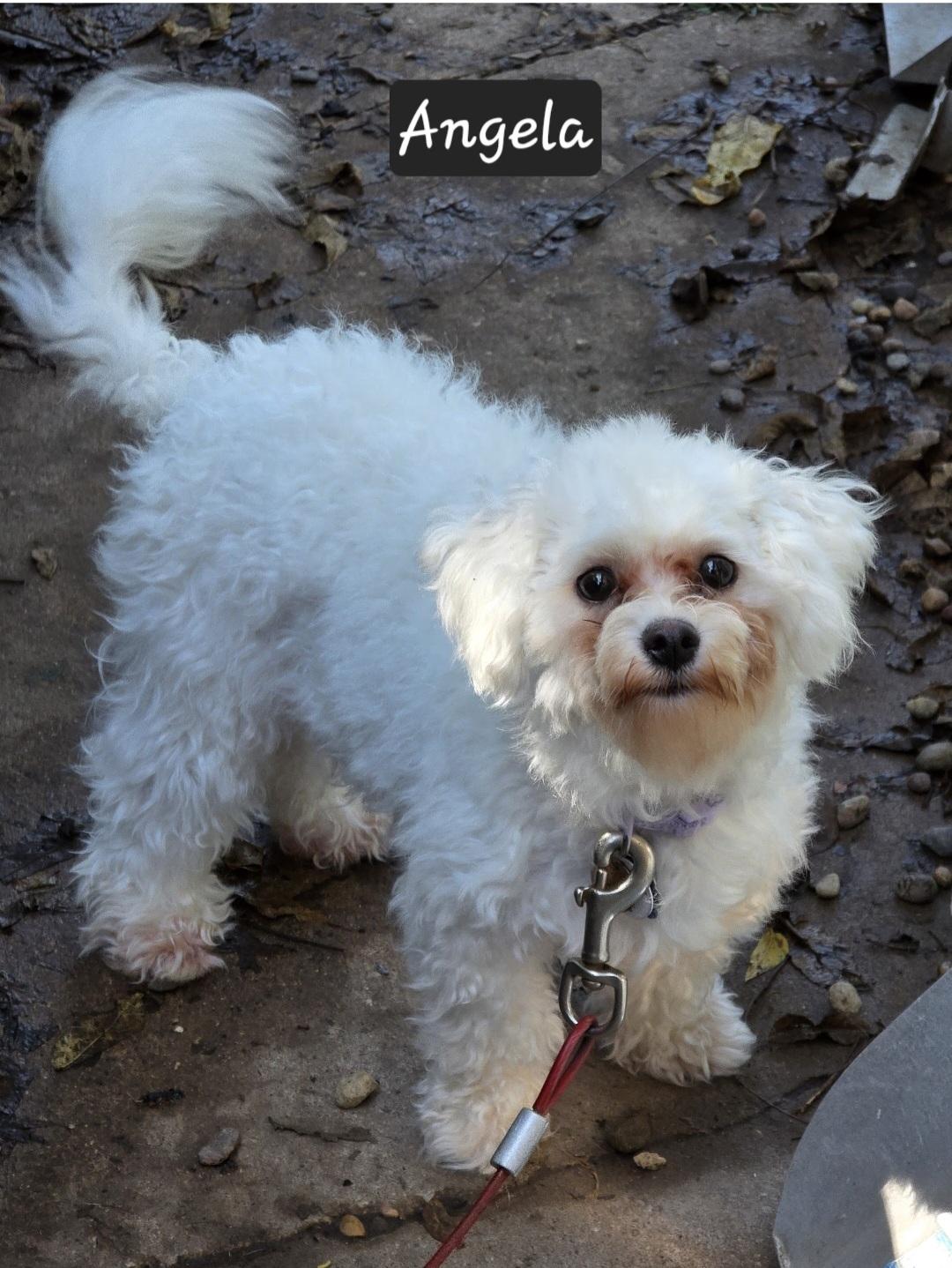 Enlarge Angela, a Adoptable mixed breed in Wever, IA image 2/6