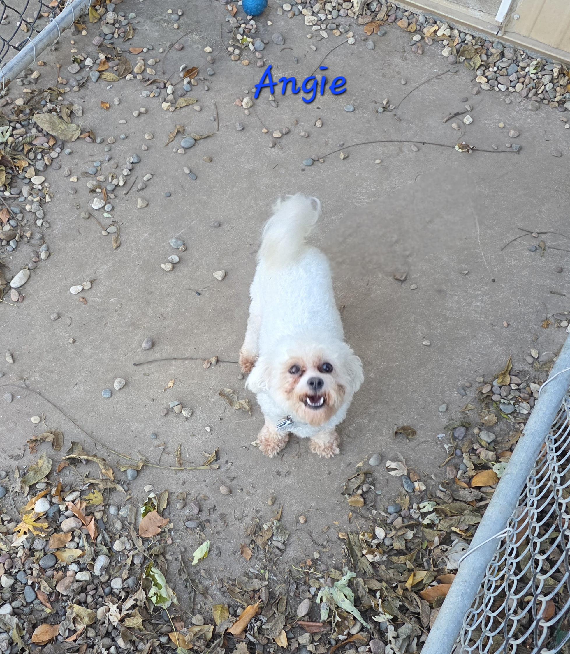 Enlarge Angela, a Adoptable mixed breed in Wever, IA image 3/6