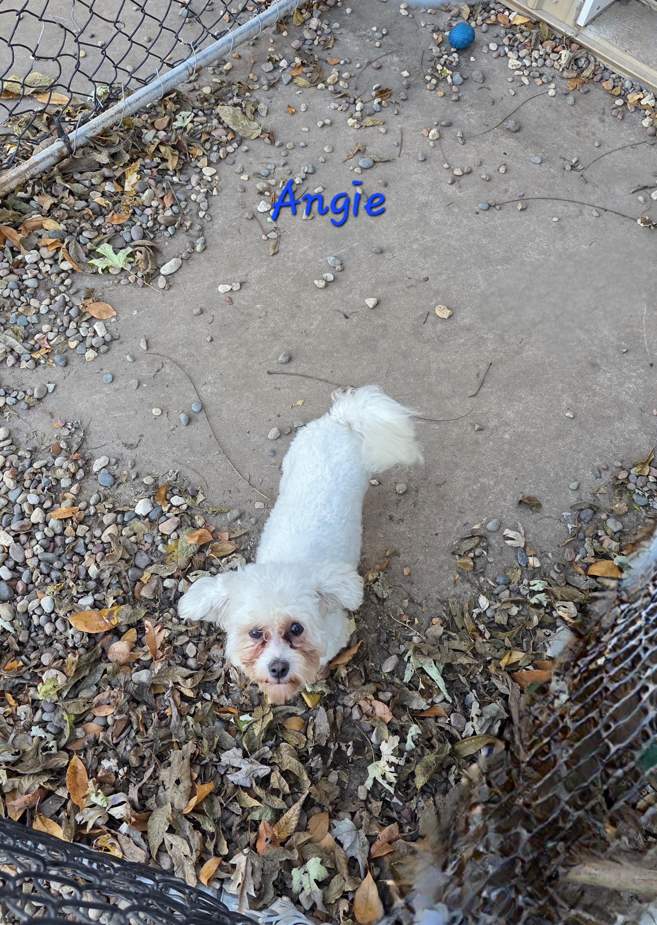 Enlarge Angela, a Adoptable mixed breed in Wever, IA image 4/6