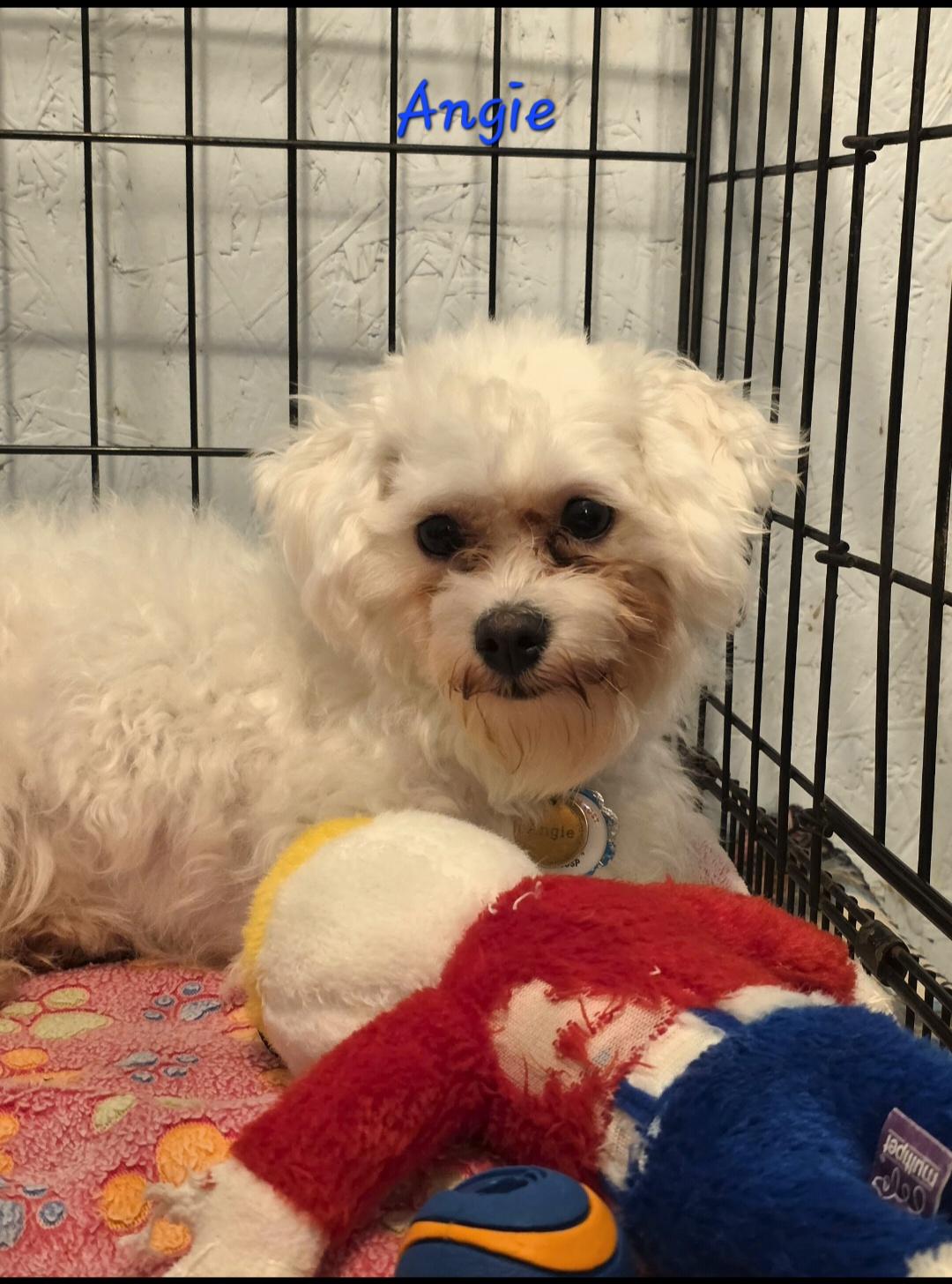 Enlarge Angela, a Adoptable mixed breed in Wever, IA image 5/6