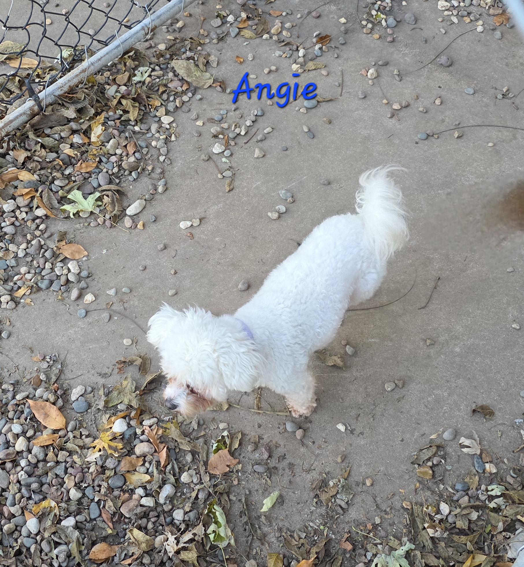 Enlarge Angela, a Adoptable mixed breed in Wever, IA image 6/6