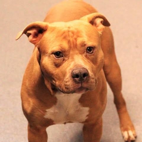 26-00193 TANK, ADOPTABLE, Adult Male Pit Bull Terrier.