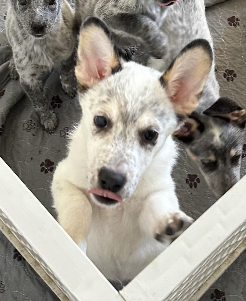 Yuki, Adoptable, Puppy Male Australian Cattle Dog / Blue Heeler.