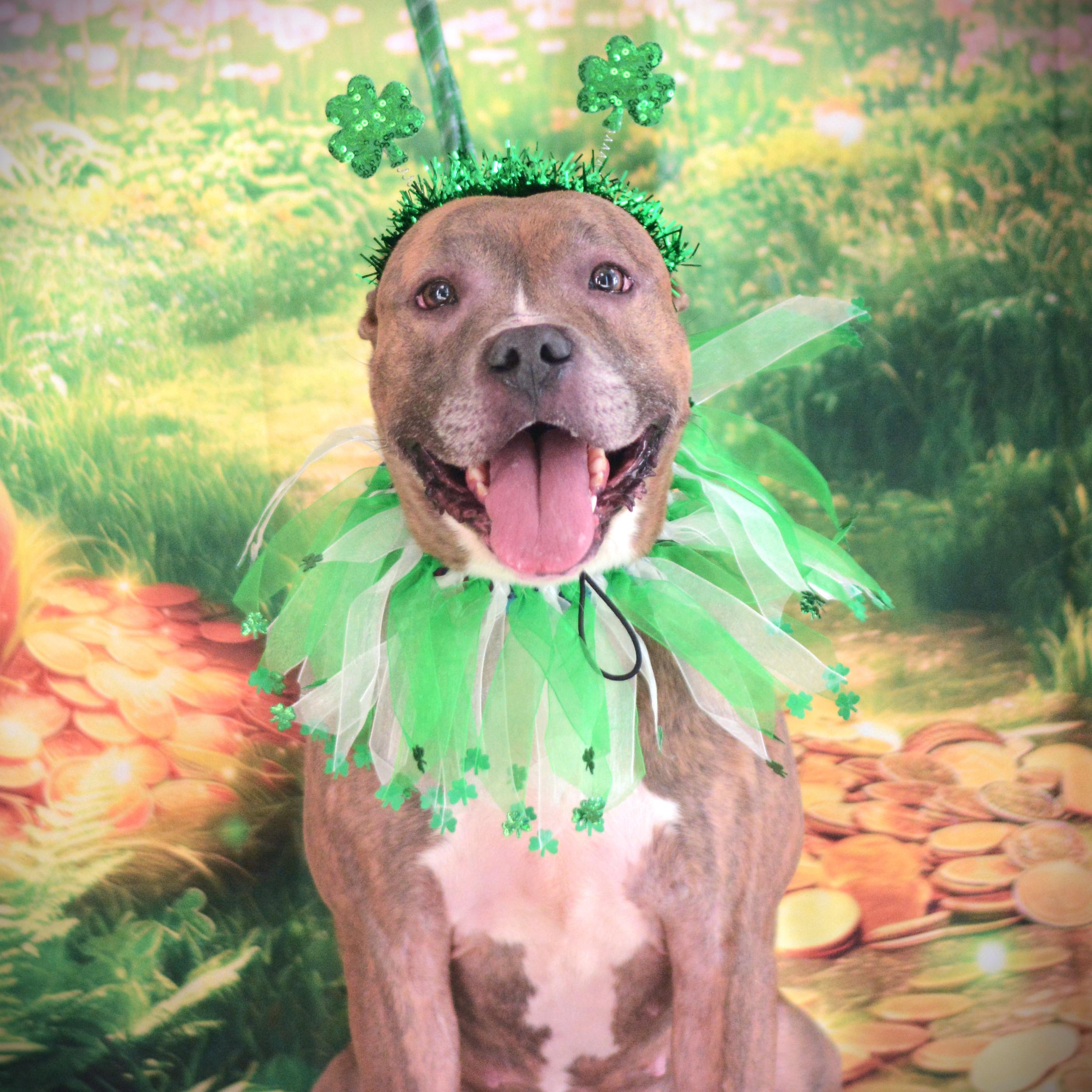 Enlarge Ayira, an adoptable mixed breed in Amsterdam, NY image 2/4