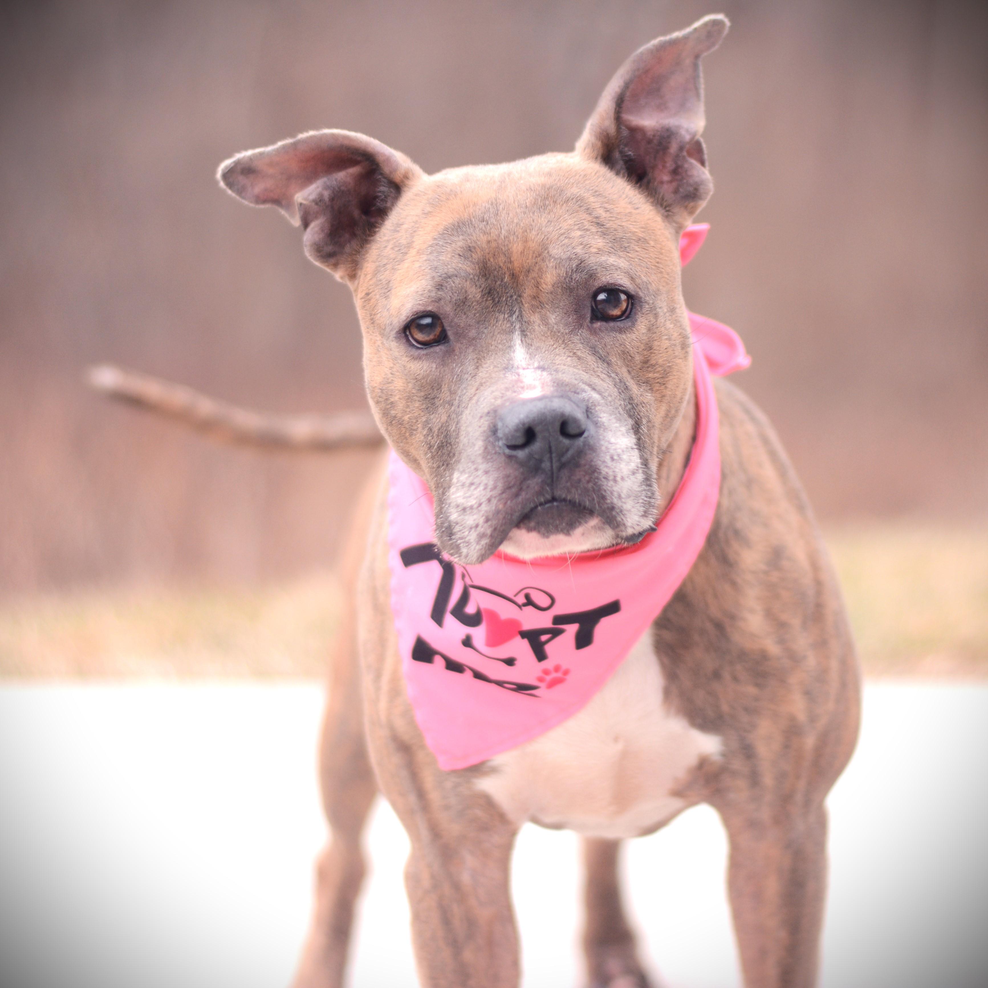 Enlarge Ayira, an adoptable mixed breed in Amsterdam, NY image 3/4