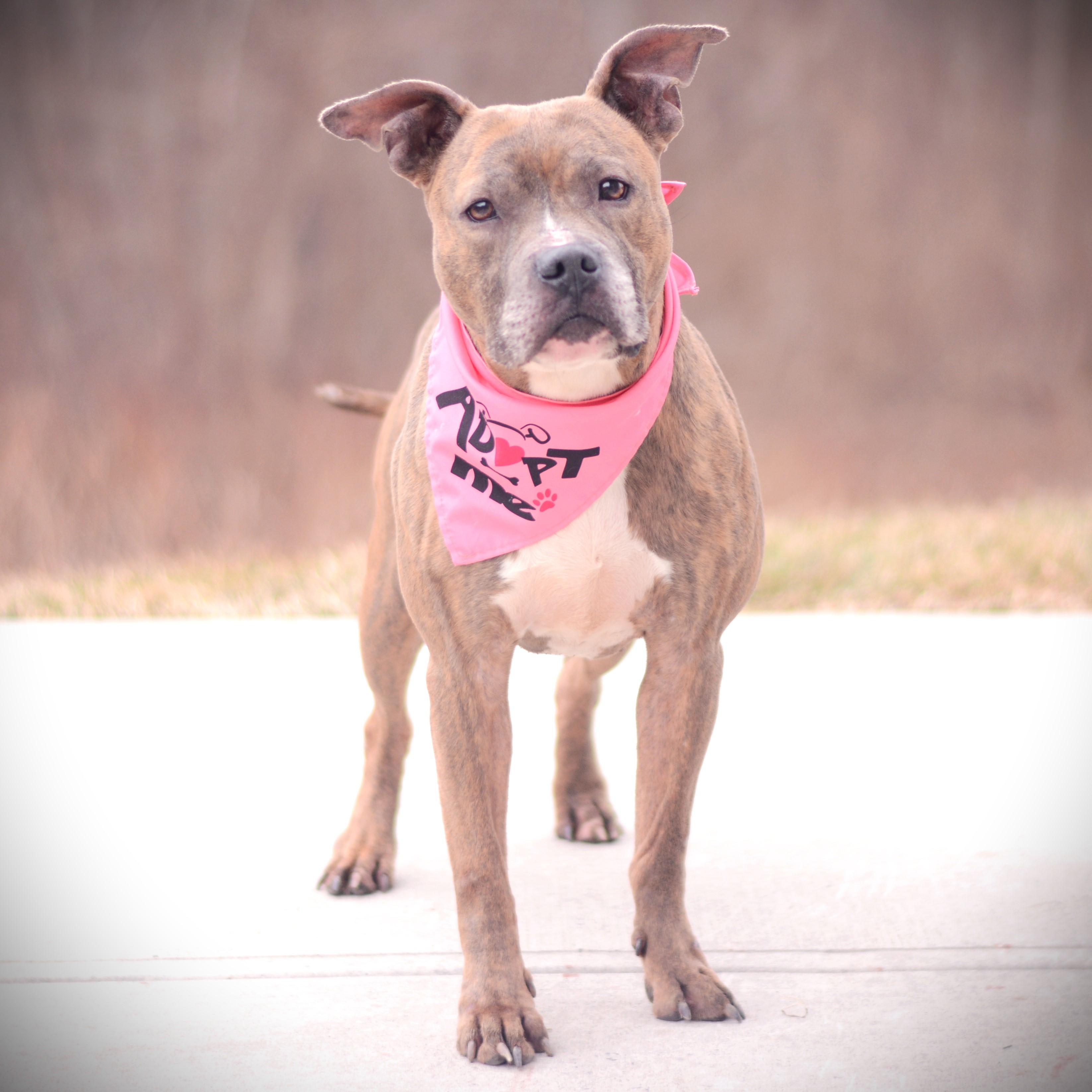 Enlarge Ayira, an adoptable mixed breed in Amsterdam, NY image 4/4