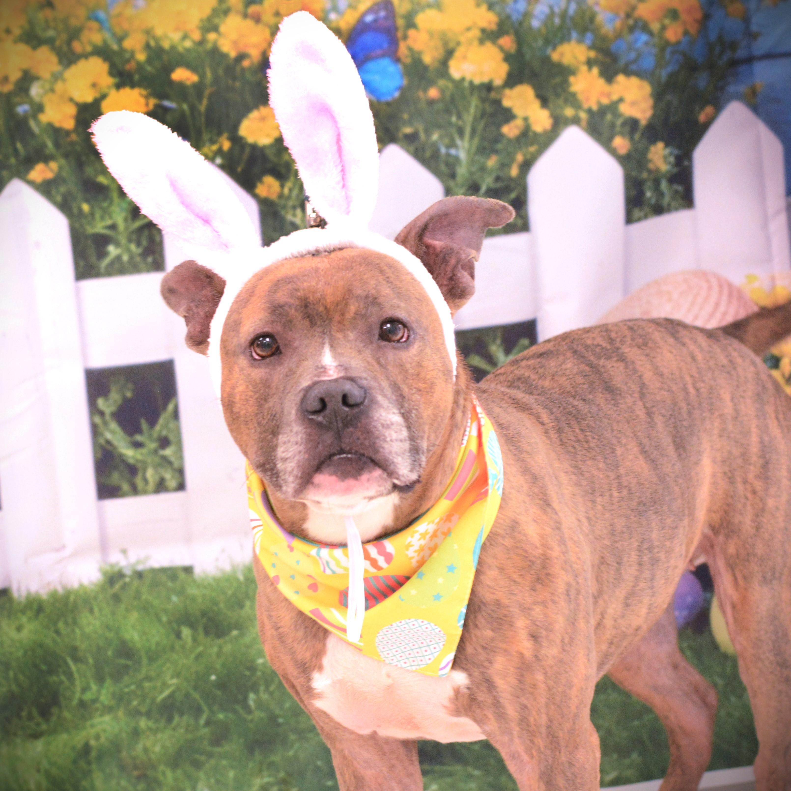 Ayira, adoptable, Adult Female Terrier.