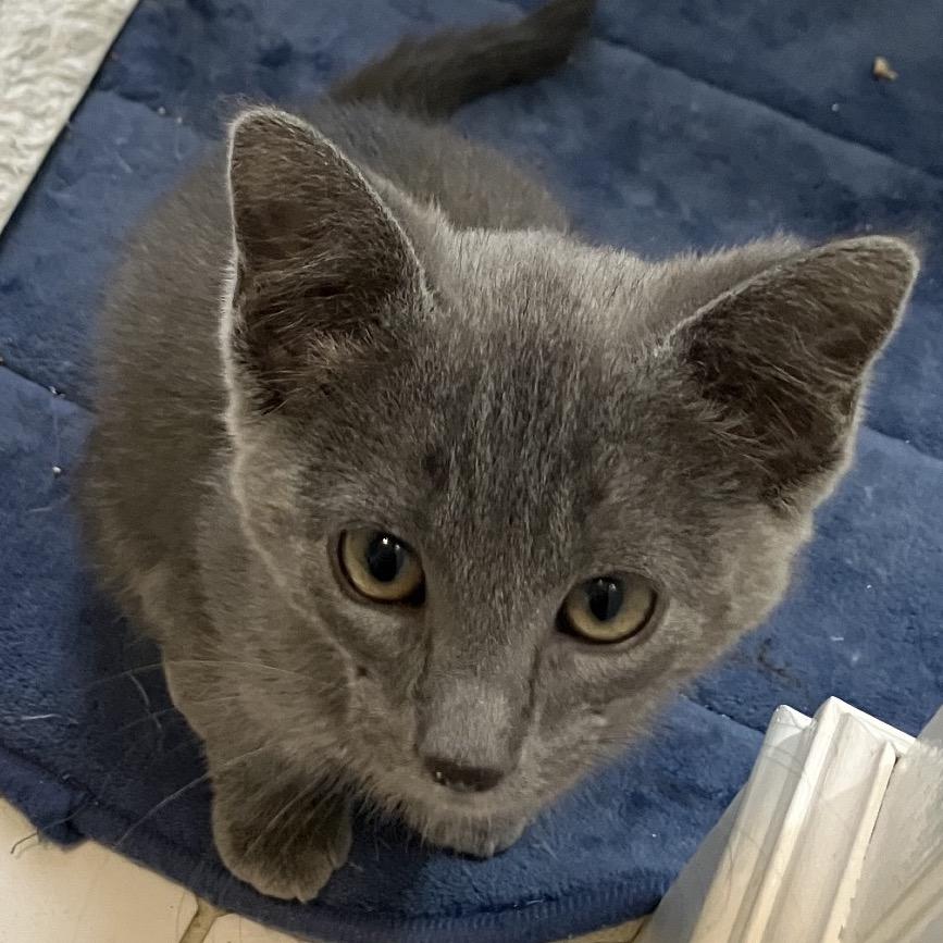 Aspen, Adoptable, Kitten Female Domestic Short Hair & Domestic Short Hair.