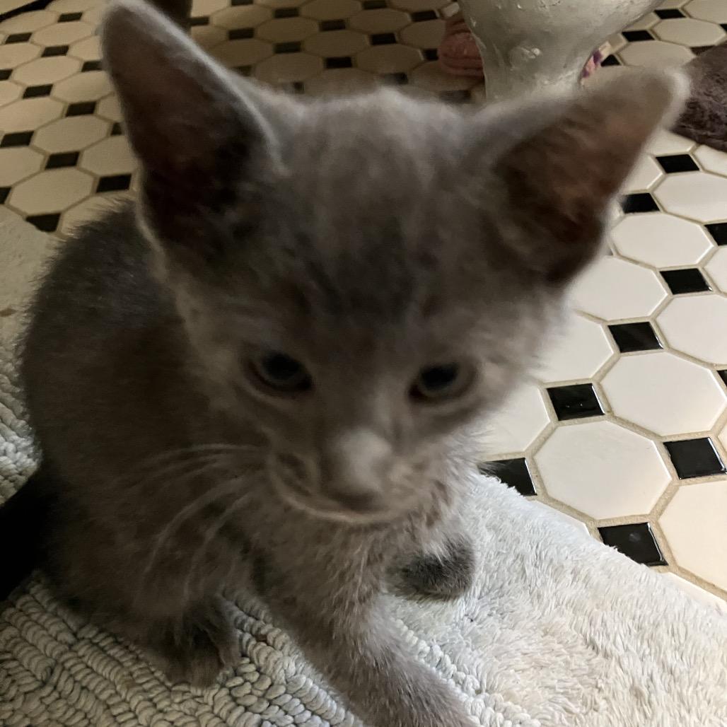 Aspen, a Adoptable mixed breed in Overland Park, KS image 2/2