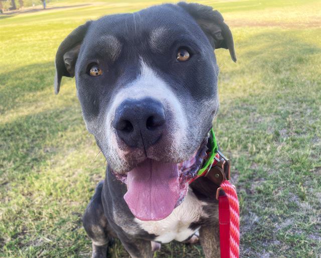 ZEUS, Adoptable, Adult Male Bullmastiff & Mixed Breed.
