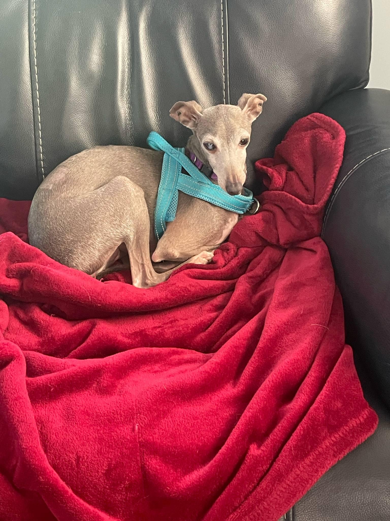 Ernie, a Adopted Italian Greyhound in Massapequa, NY image 1/5