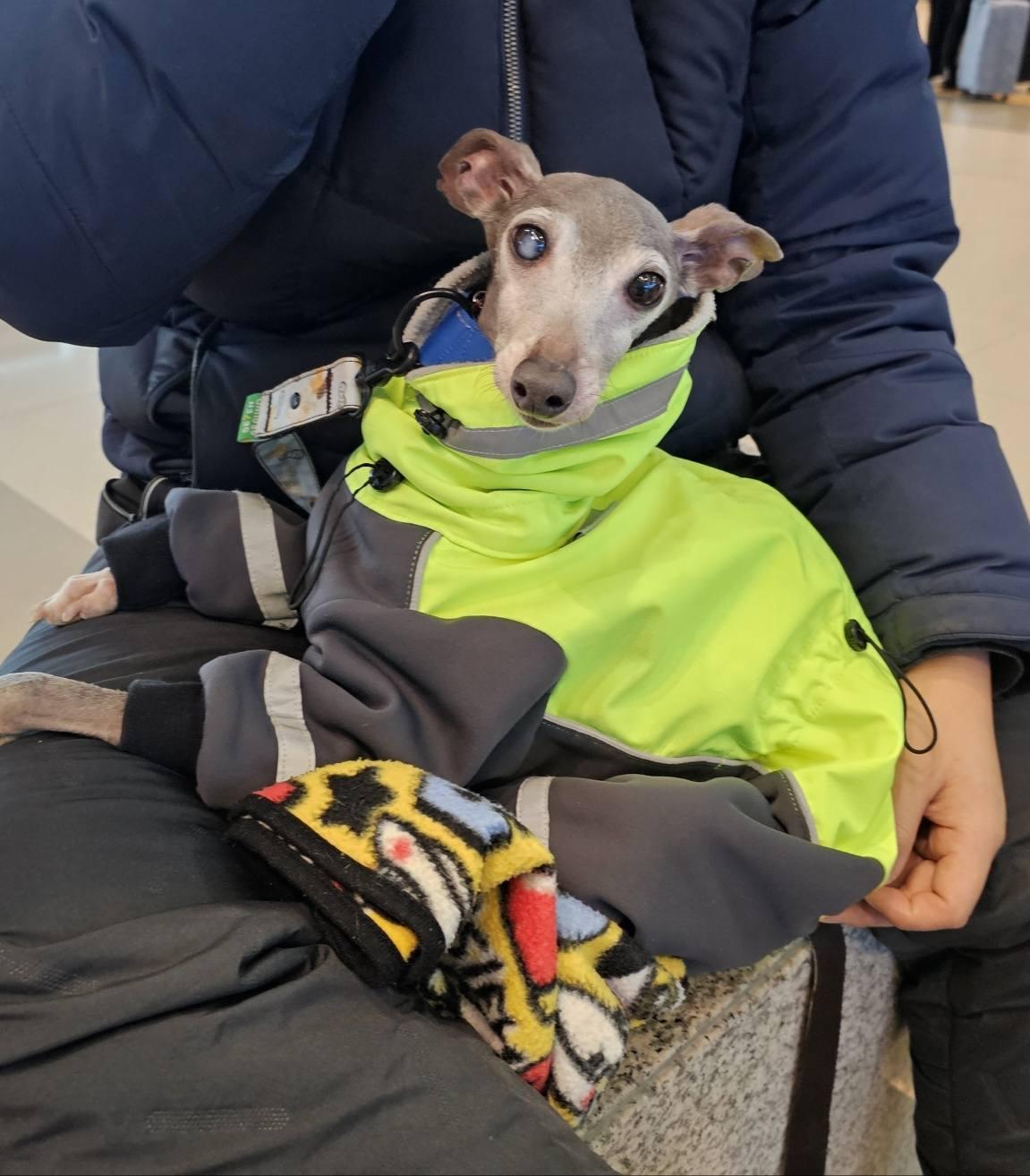 Ernie, a Adopted Italian Greyhound in Massapequa, NY image 2/5