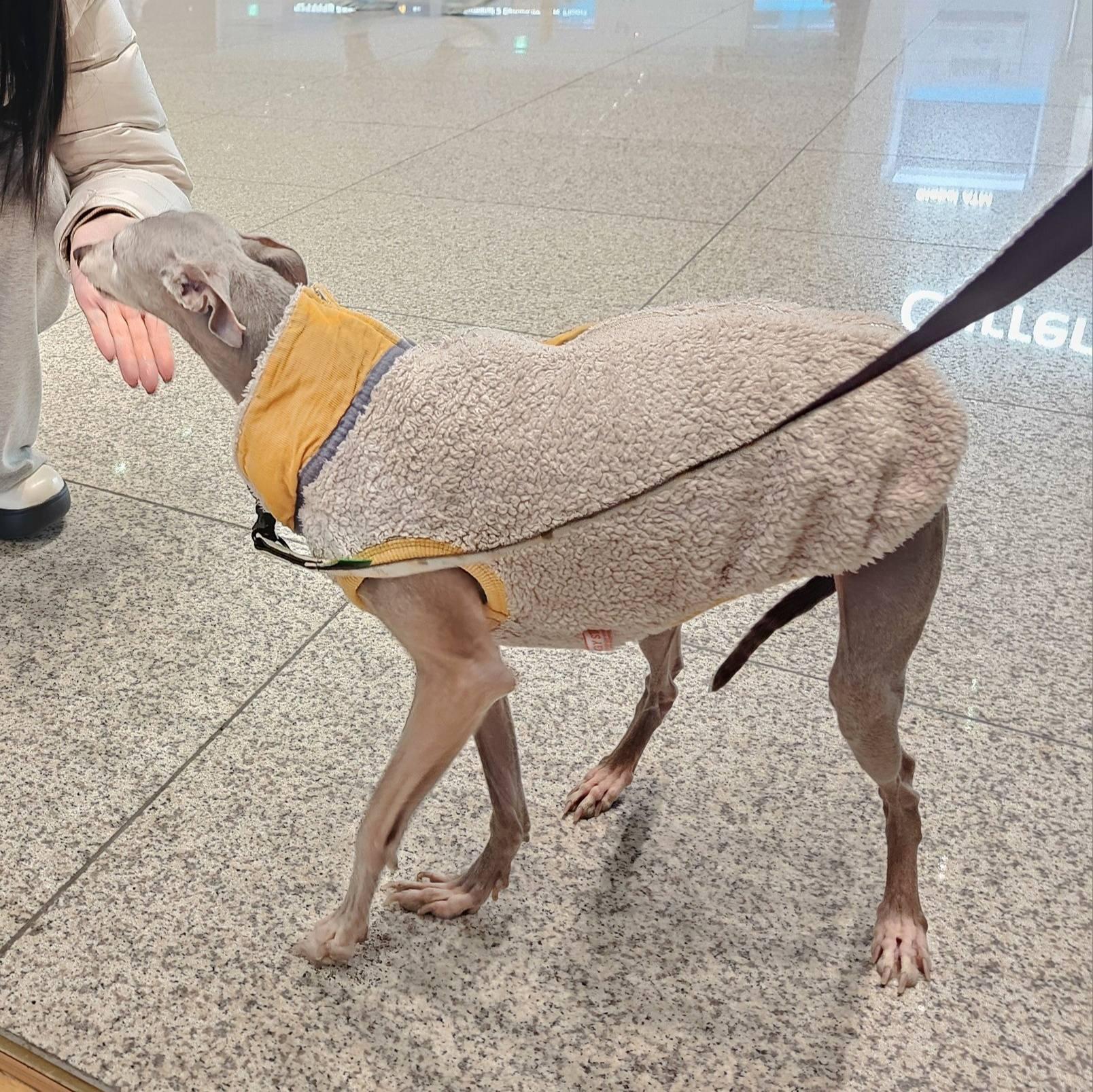 Ernie, a Adopted Italian Greyhound in Massapequa, NY image 5/5