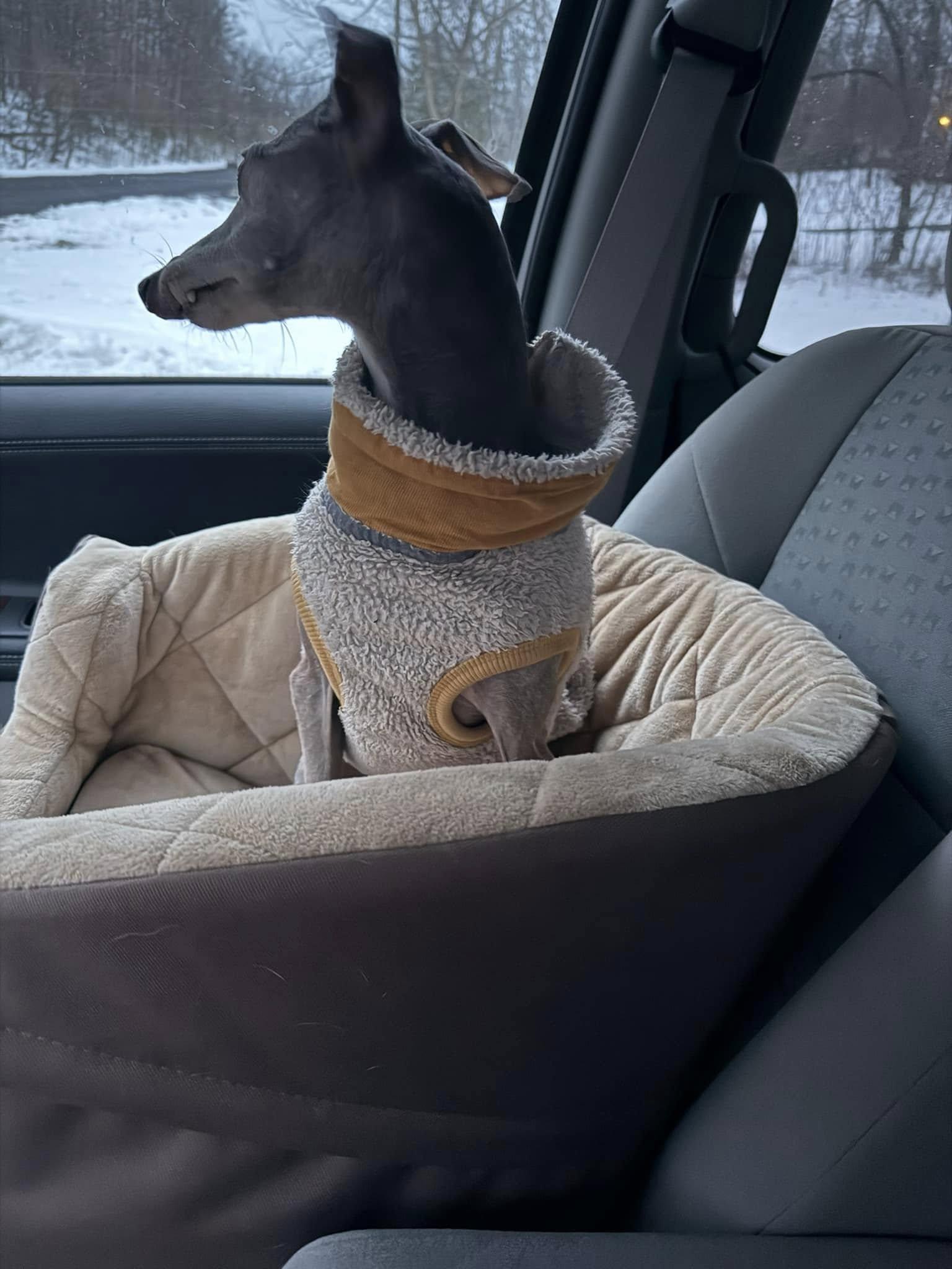 Ernie, a Adopted Italian Greyhound in Massapequa, NY image 3/5