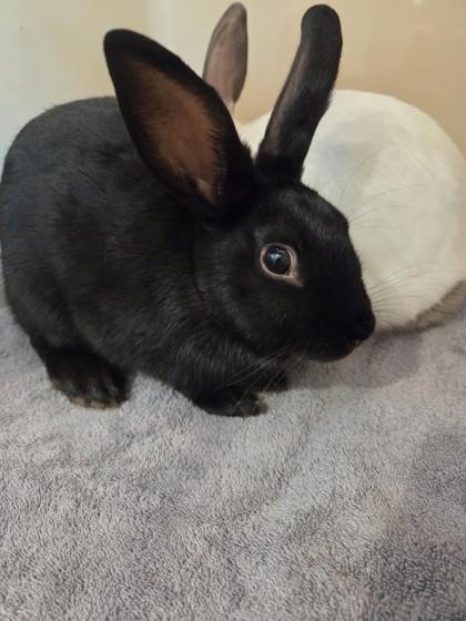 Pepper, ADOPTABLE, Adult Male Bunny Rabbit.
