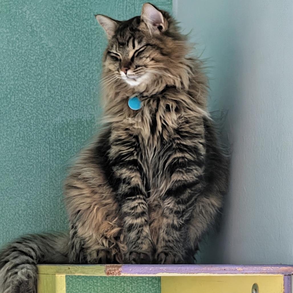 Enlarge Hades, a Adoptable Domestic Medium Hair in Buffalo, WY image 1/2