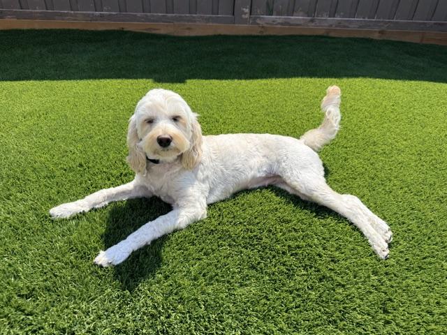 Millie, a ADOPTABLE Cockapoo in Scarborough, ON image 4/6